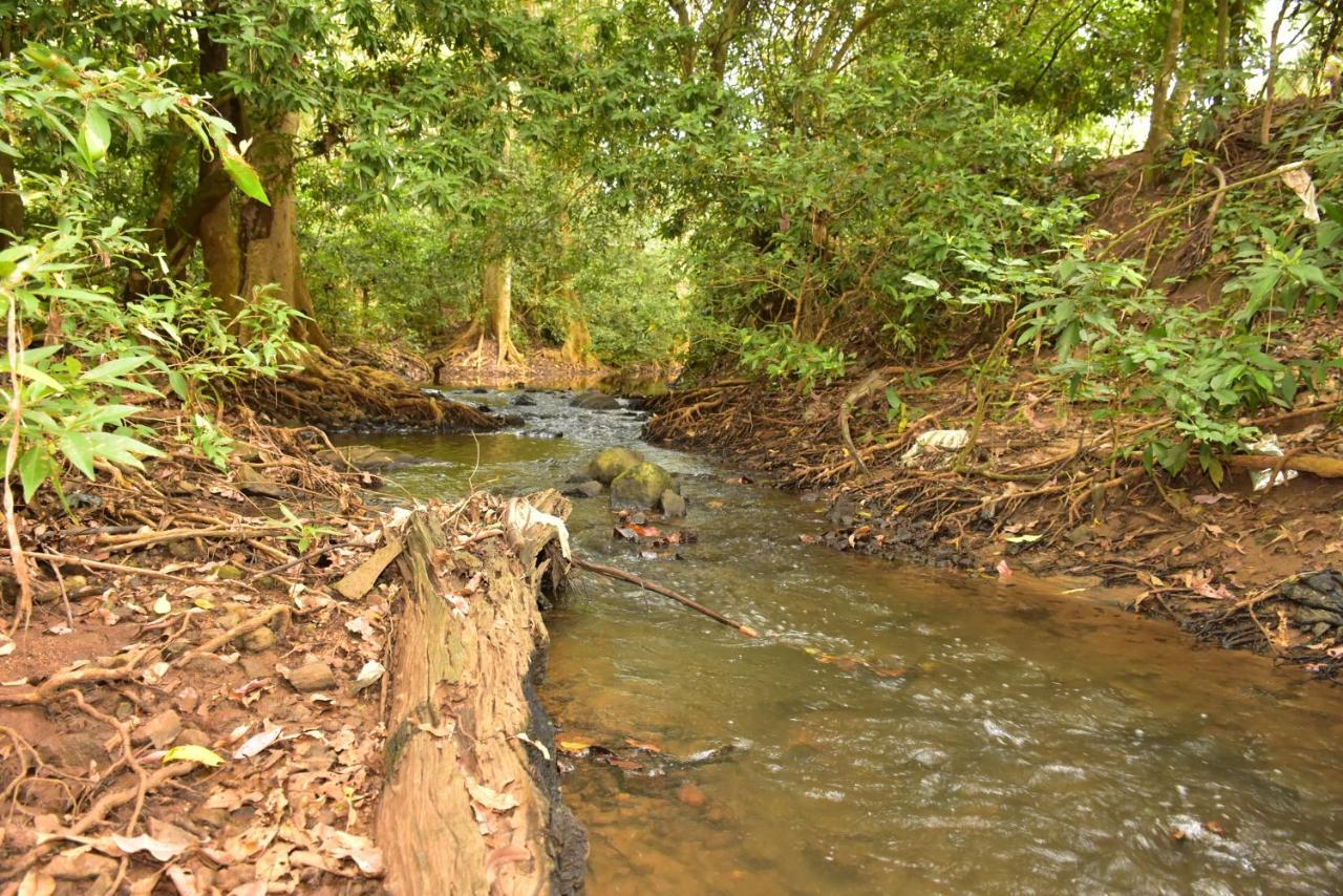 אודוואלאווה Jungle View River Camping מראה חיצוני תמונה